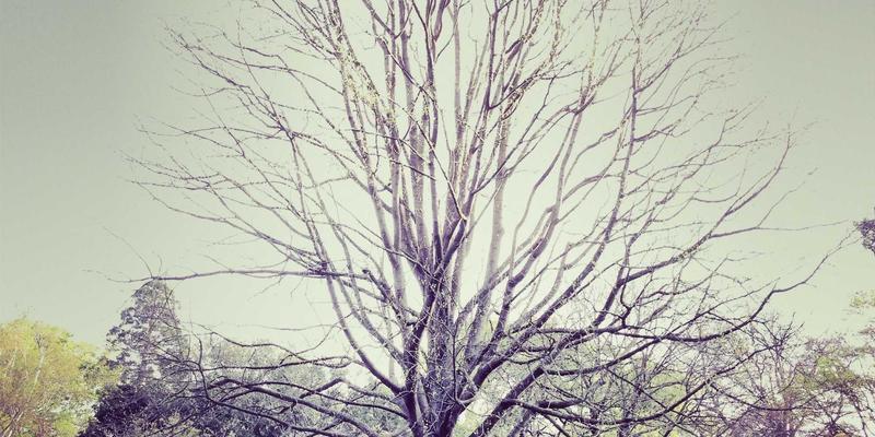 穿越时空的数字罗盘：全球免费历史档案馆与GIS工具完全指南